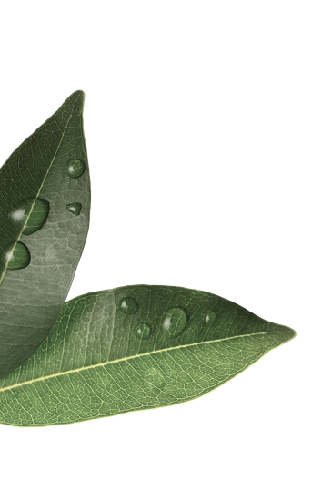 clean shot young leaf with water drop 1